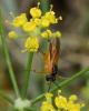 Athalia sp.